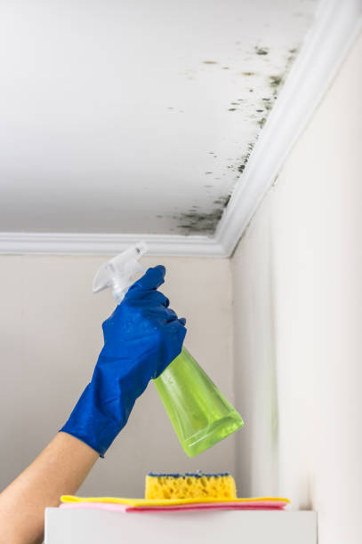 Best Industrial Mold Remediation in Orchard Grass Hills, KY